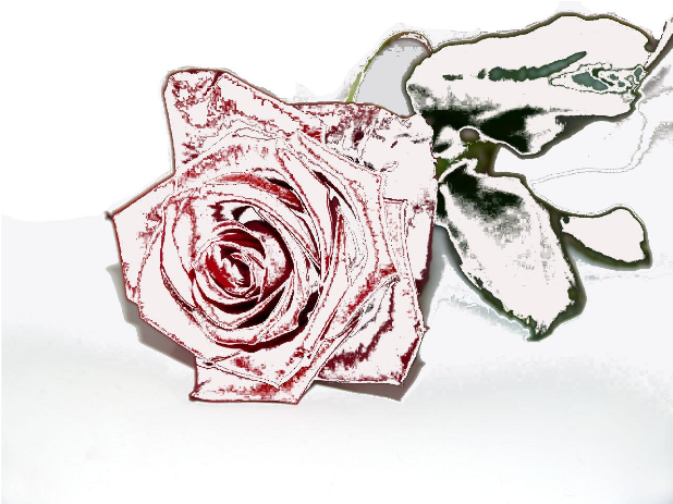 How To Set Use Winter Rose Clipart (637x900), Png Download