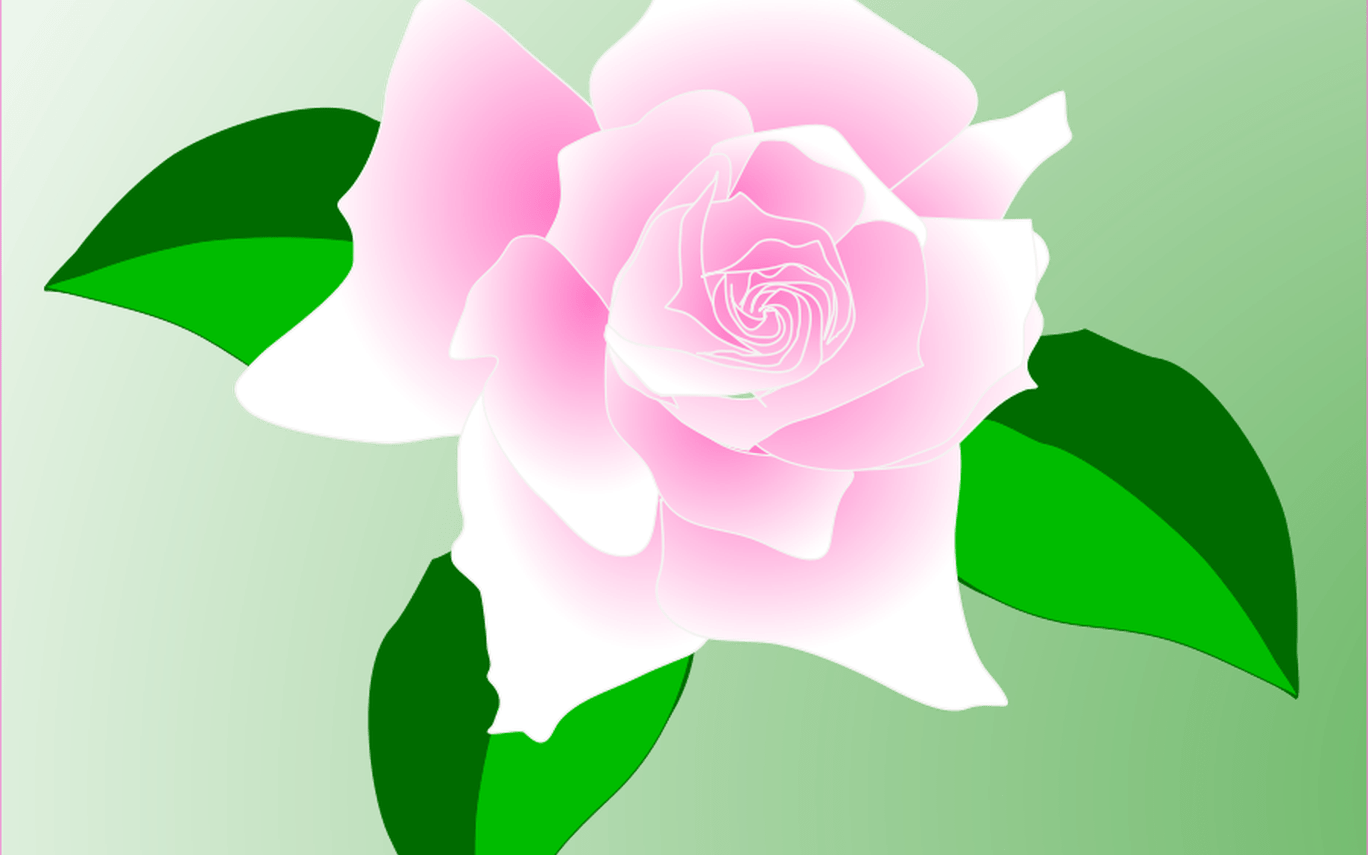 Free Rose Vector, Download Free Clip Art, Free Clip - Pink Rose Clip Art (1368x855), Png Download