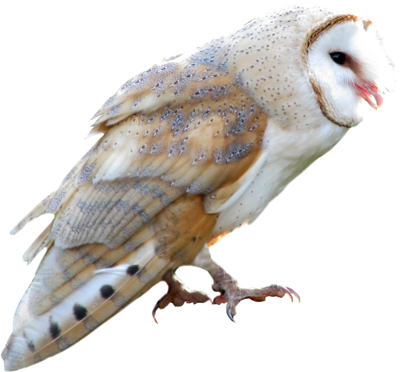 Owl Png - Owl Transparent Png (946x844), Png Download