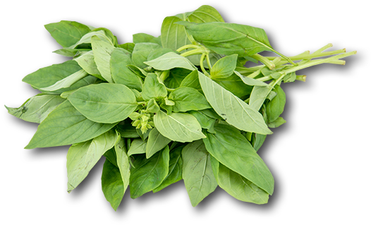 Israel Basil - Houseplant (600x600), Png Download