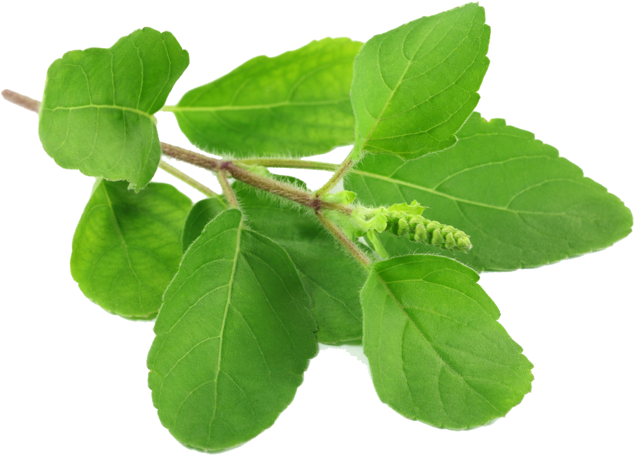 Tulsi Leaves (1000x717), Png Download