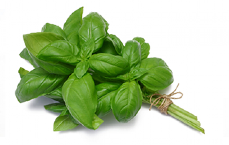 Genovese Basil With Stem - Messentials Company Peppermint 100% Pure Therapeutic (800x800), Png Download