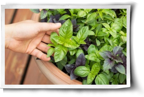 Health Benefits Post Image - Basilico Grande (500x344), Png Download