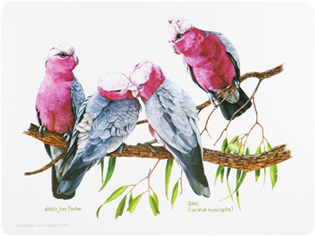 Ashdene Placemat Birds Of Australia Galah - Placemats Cork Backed Set Of 6 Birds (480x480), Png Download
