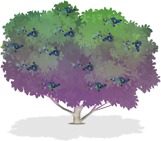 Blueberry Bushes For Sale - Drawing (600x535), Png Download