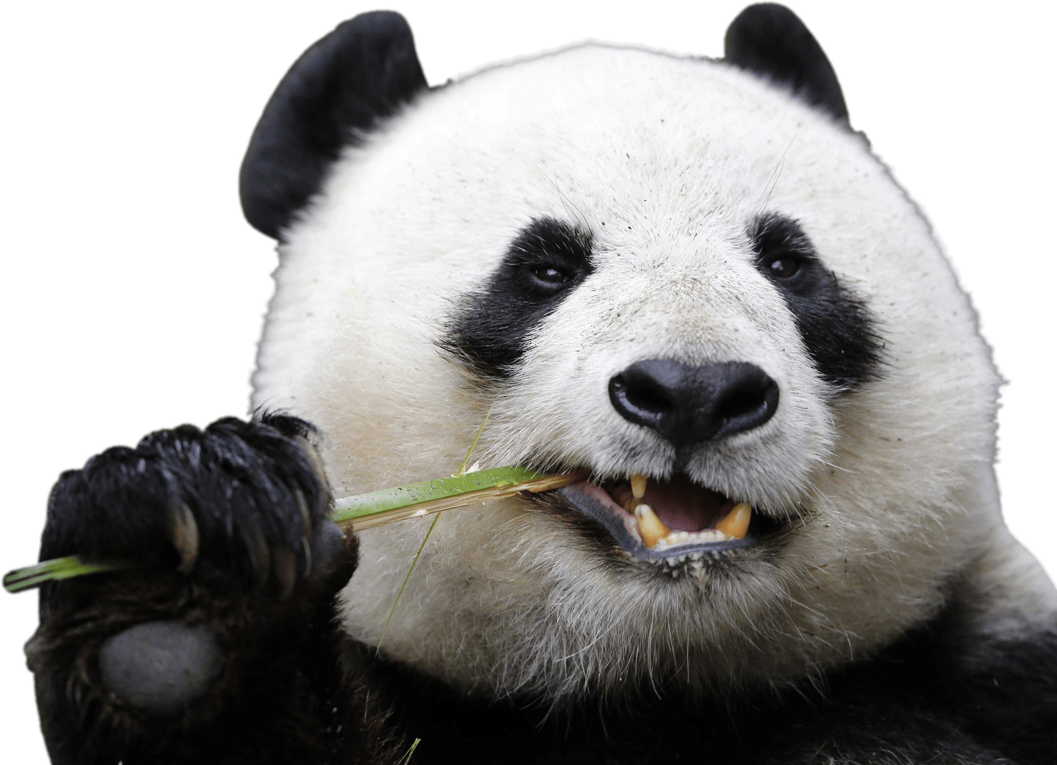 Download - Panda Png (3500x2625), Png Download