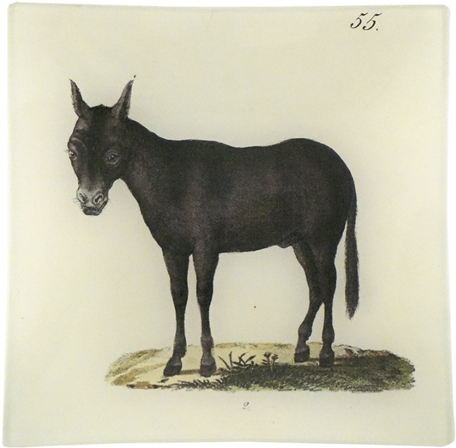 Collection Name - Burro (500x500), Png Download