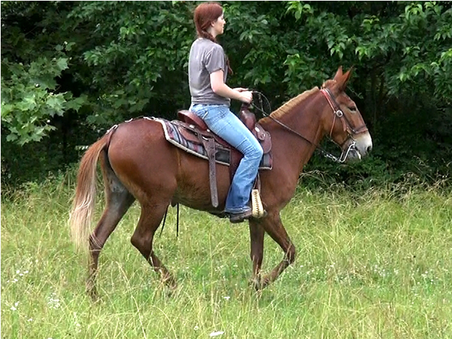 Movie Snapshot - Stallion (920x708), Png Download