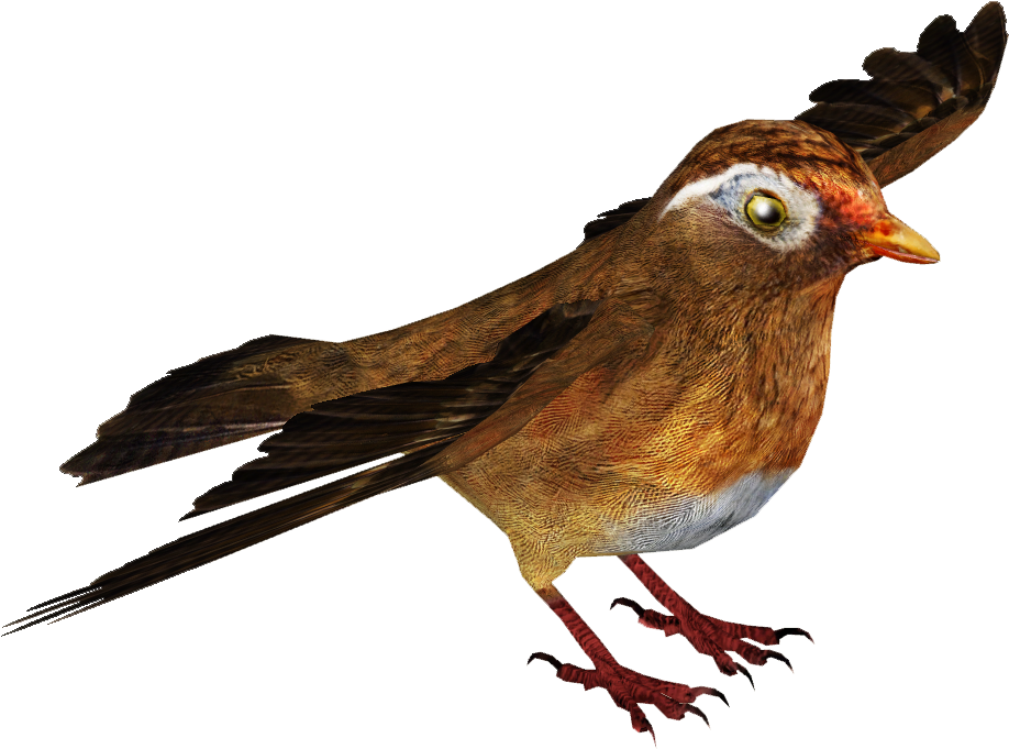 Chinese Hwamei - Wiki (917x917), Png Download