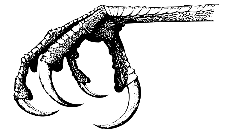 Medium Image - Claw Png (799x454), Png Download