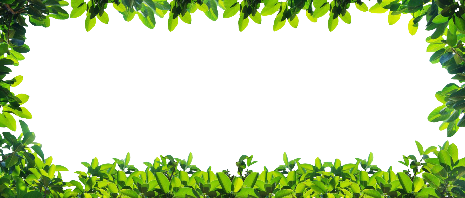 Plant-border - Green Leaf Border (920x392), Png Download