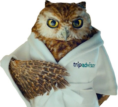 Great Horned Owl (476x434), Png Download