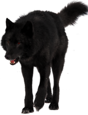 Black Wolf Transparent Background (306x400), Png Download