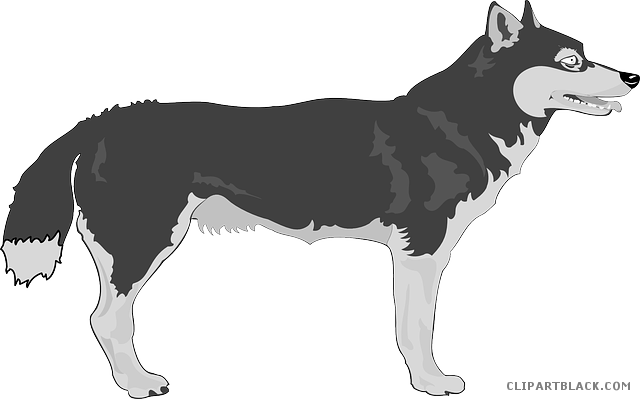 Gray Wolf Clipart Wolf Animal - Alaskischer Malamute-hundegeschenke Grußkarte (640x399), Png Download