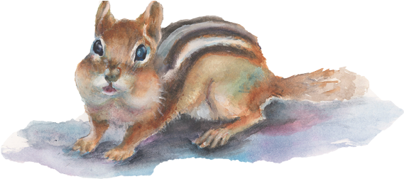 The Creative Road Donna Carr Roberts Has Always Been - Eurasian Red Squirrel (851x251), Png Download