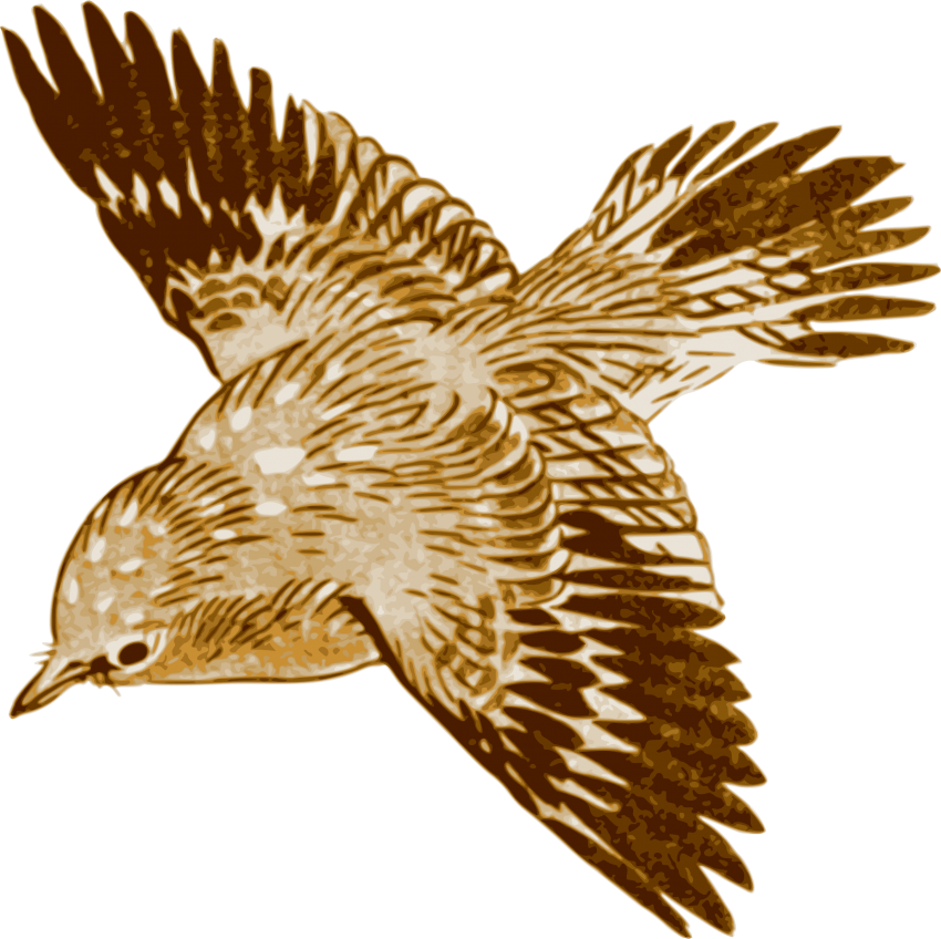Free Png Download Flying Brown Birds Png Images Background - Brown Bird Flying Clipart (850x848), Png Download