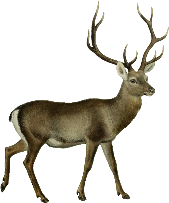 Silhouette Cameo Buck Svg (602x715), Png Download