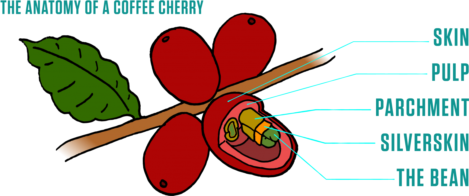 Coffee Cherry Anatomy - Coffee Cherry Illustration (1600x708), Png Download