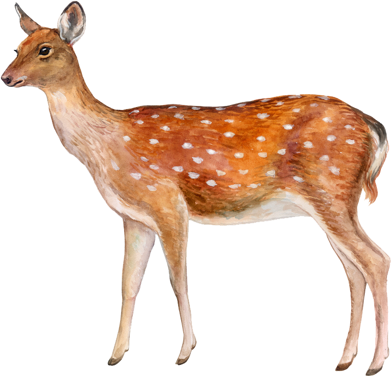 Deer Png Image - Spotted Deer With White Background (1000x875), Png Download