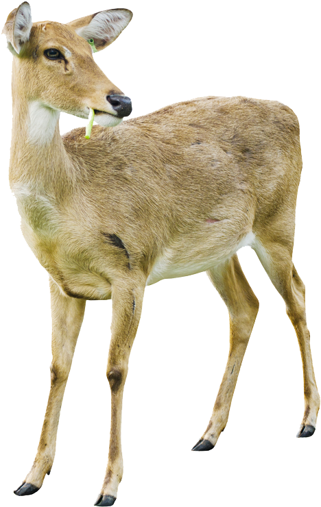 Deer Png Image With Transparent Background - White Tailed Deer Doe White Background (1000x780), Png Download