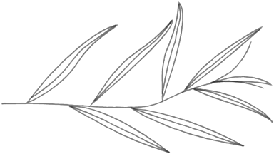 Willow-01 - Line Art (1000x391), Png Download