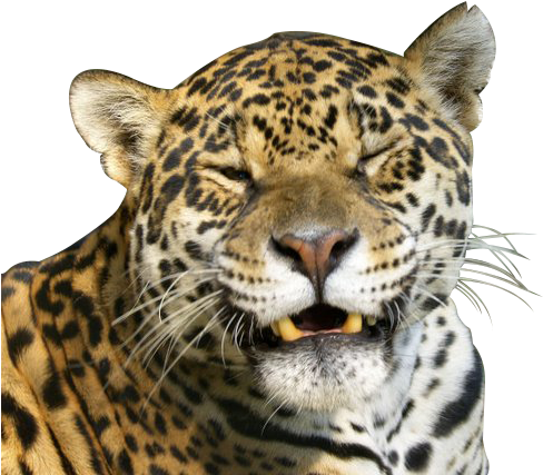 Animal Png - African Leopard (720x480), Png Download