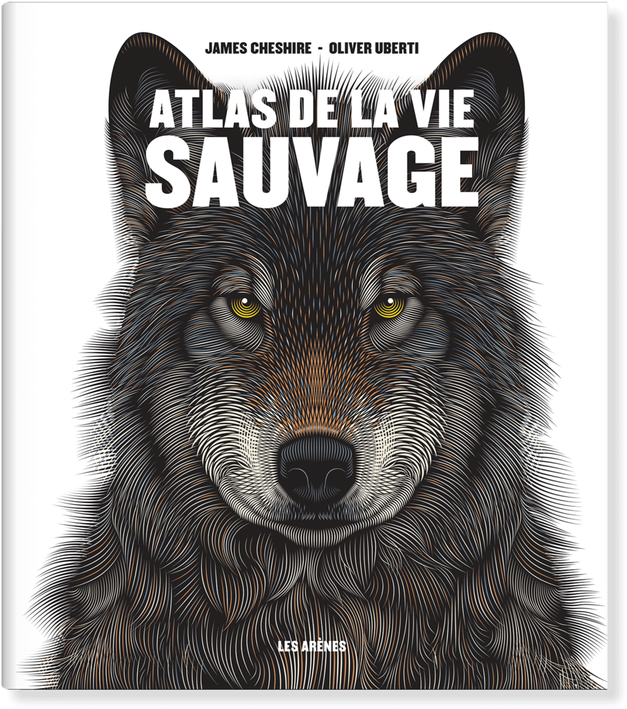 France - Grizzly Bear (1000x1119), Png Download