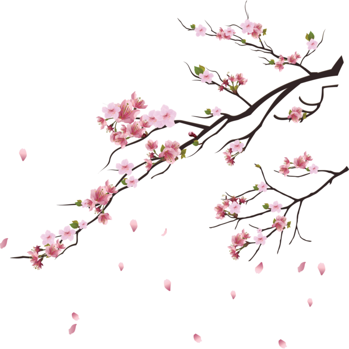 Png Cherry Blossom Tree (715x715), Png Download