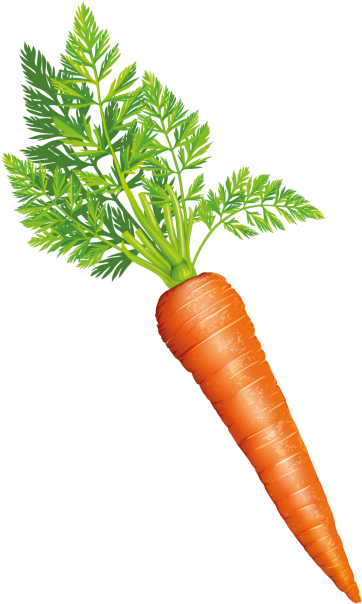 Carrot - Baby Carrot (866x650), Png Download