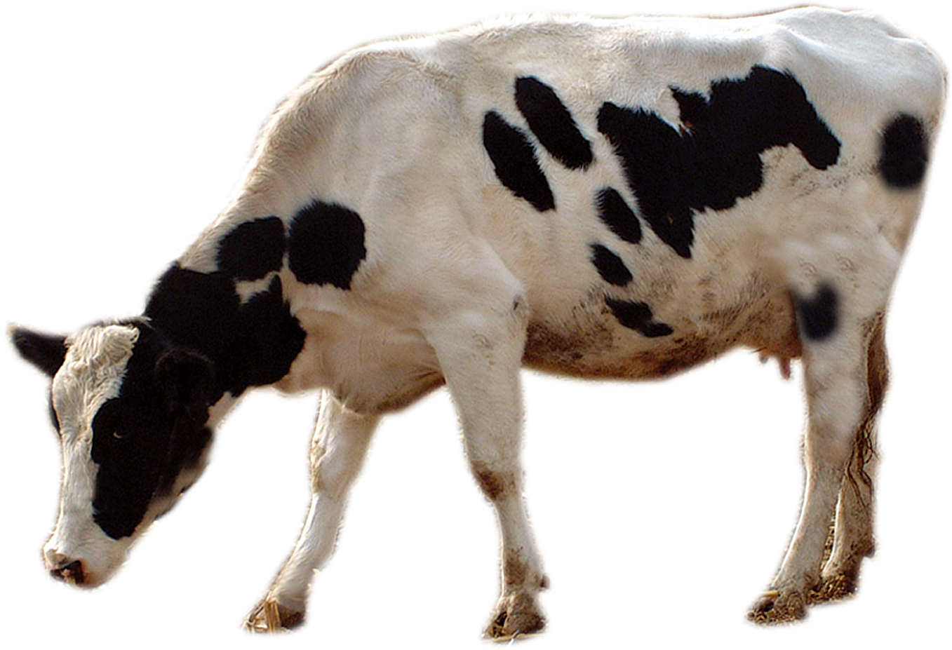 Cattle Livestock Cows Transprent Png Free Download - Cow Grazing Png (1430x1055), Png Download