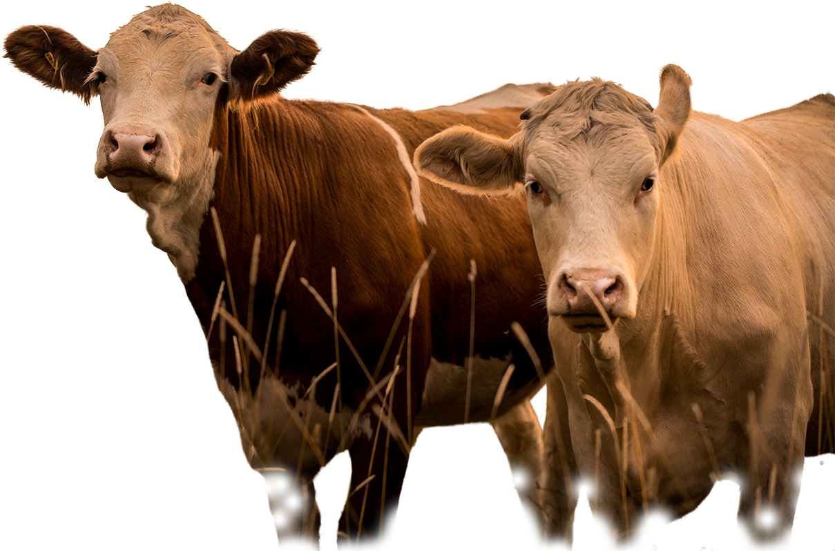 Phytobiotics Offers Different Products And Services - Cattle (1208x861), Png Download