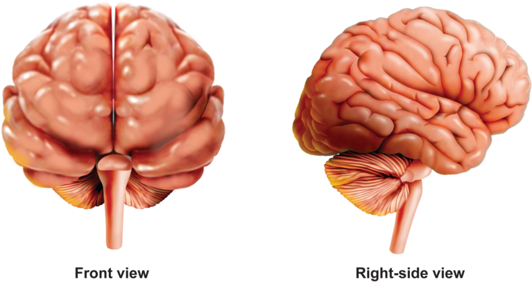 Activities And Answer Keys Ck Foundation For - Macro Photography (800x510), Png Download