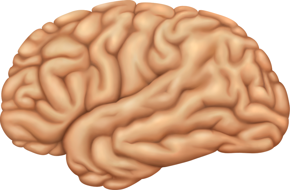 Brain download. Мозг без фона. Изображение мозга человека. Мозг человека иллюстрация.