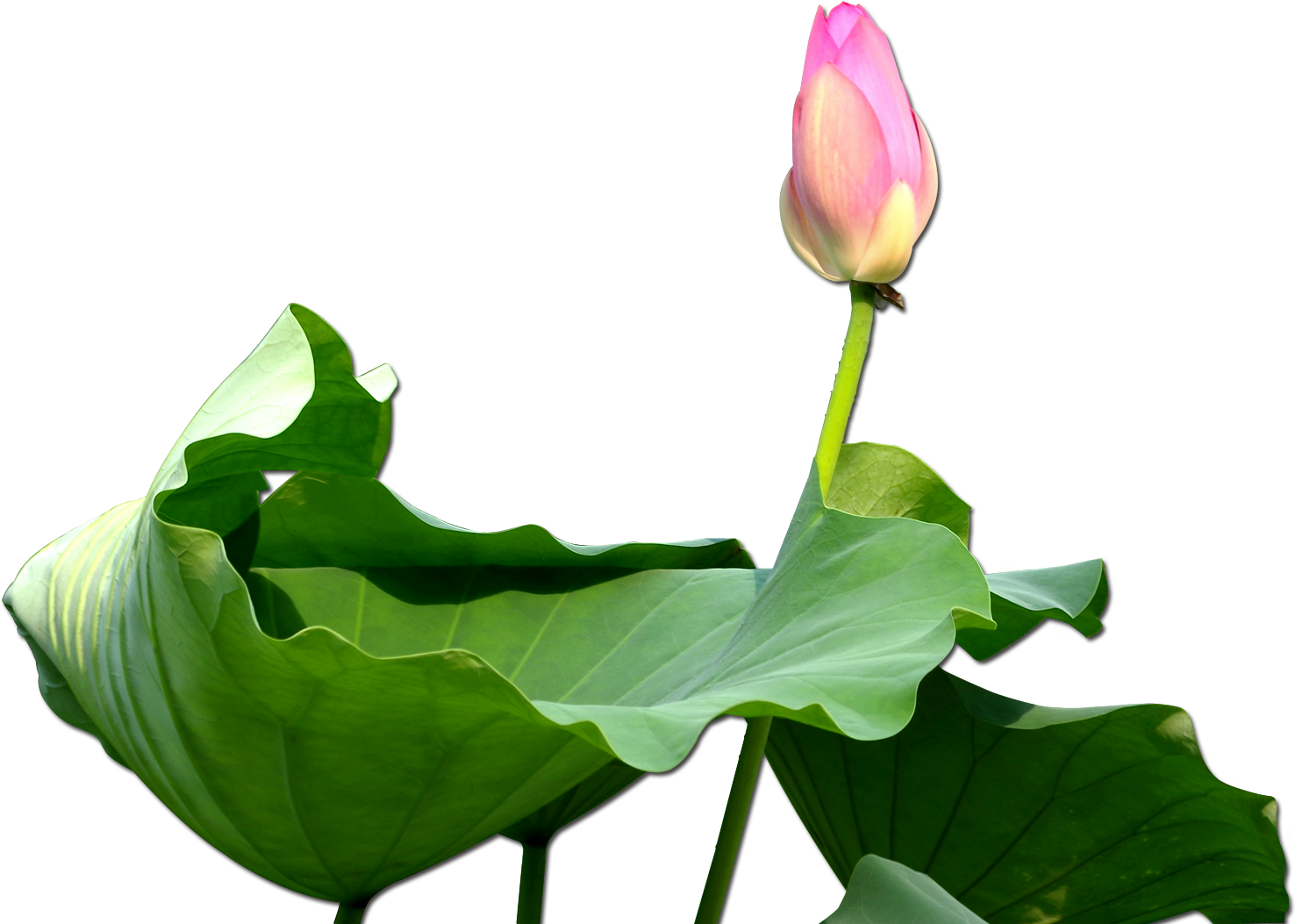 Nelumbo Nucifera Clip Art Budded Transprent Png Ⓒ - Trong Họa Có Phúc (1501x1501), Png Download
