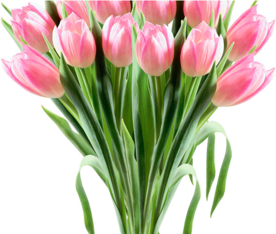 Tulip Clipart Flower Bokeh - 8 Марта Картинки Png (640x480), Png Download