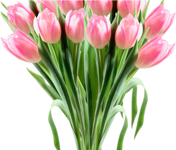 Get Flower Bokeh Png Hd Images Gif