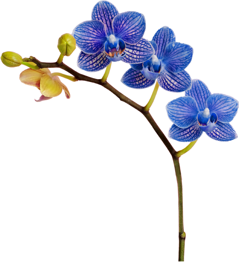 Support - Orchids Of The Philippines (933x1026), Png Download