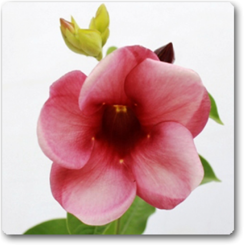 Allamanda Tiger - Mandevilla (650x489), Png Download