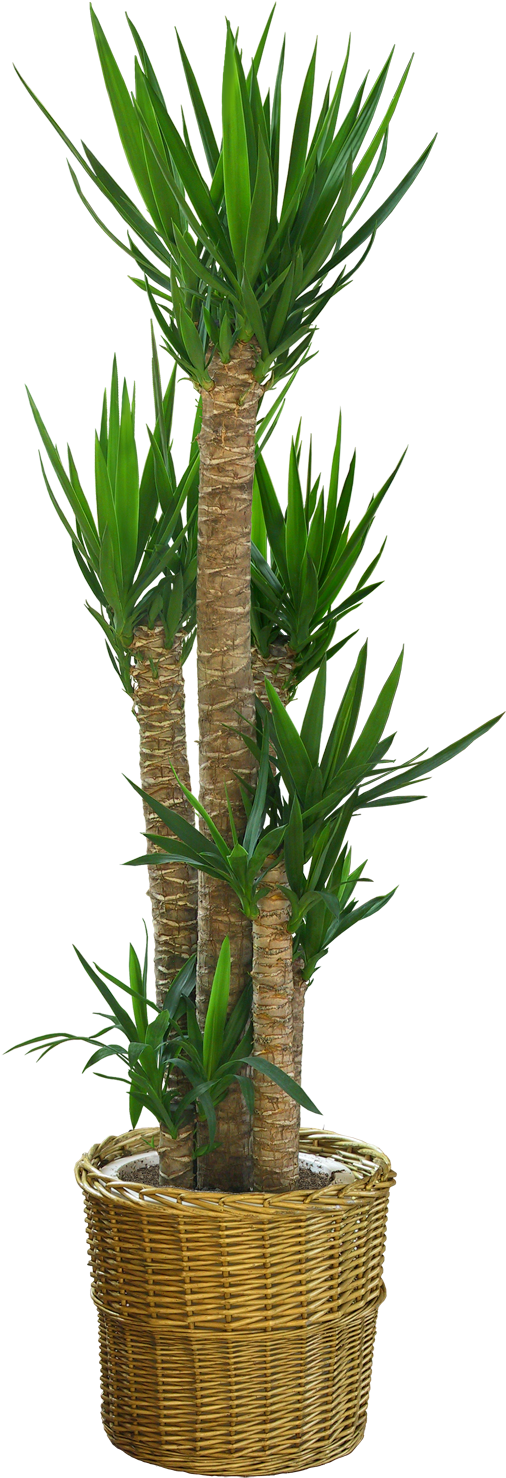 Just Copy These Plants And You Can Adjust Them In Any - Dracaena Draco Png (600x1520), Png Download