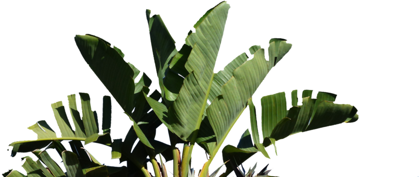 Palm - Strelitzia Nicolai (1000x383), Png Download