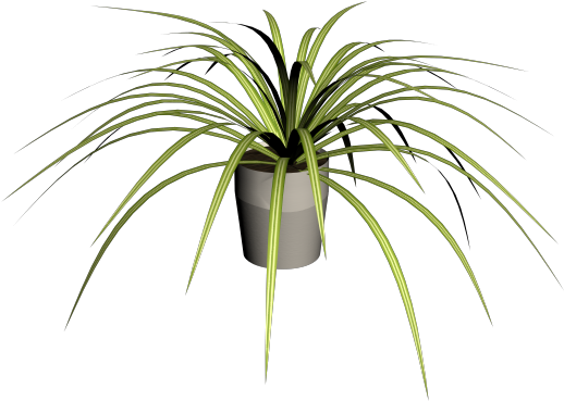 Spider Plant - Roystonea (800x800), Png Download