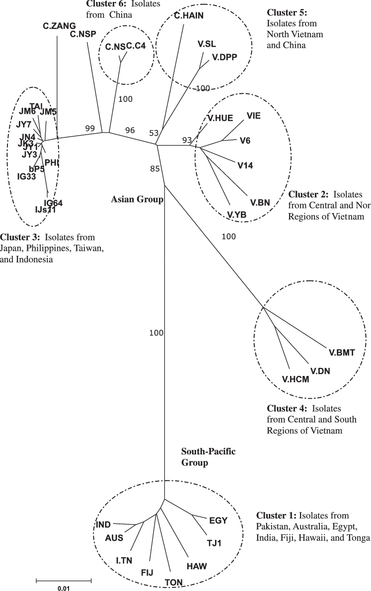 Unrooted Nj Tree Of Full Length Dna R For Banana Bunchy - Banana Bunchy Top Virus Life Cycle (747x1190), Png Download