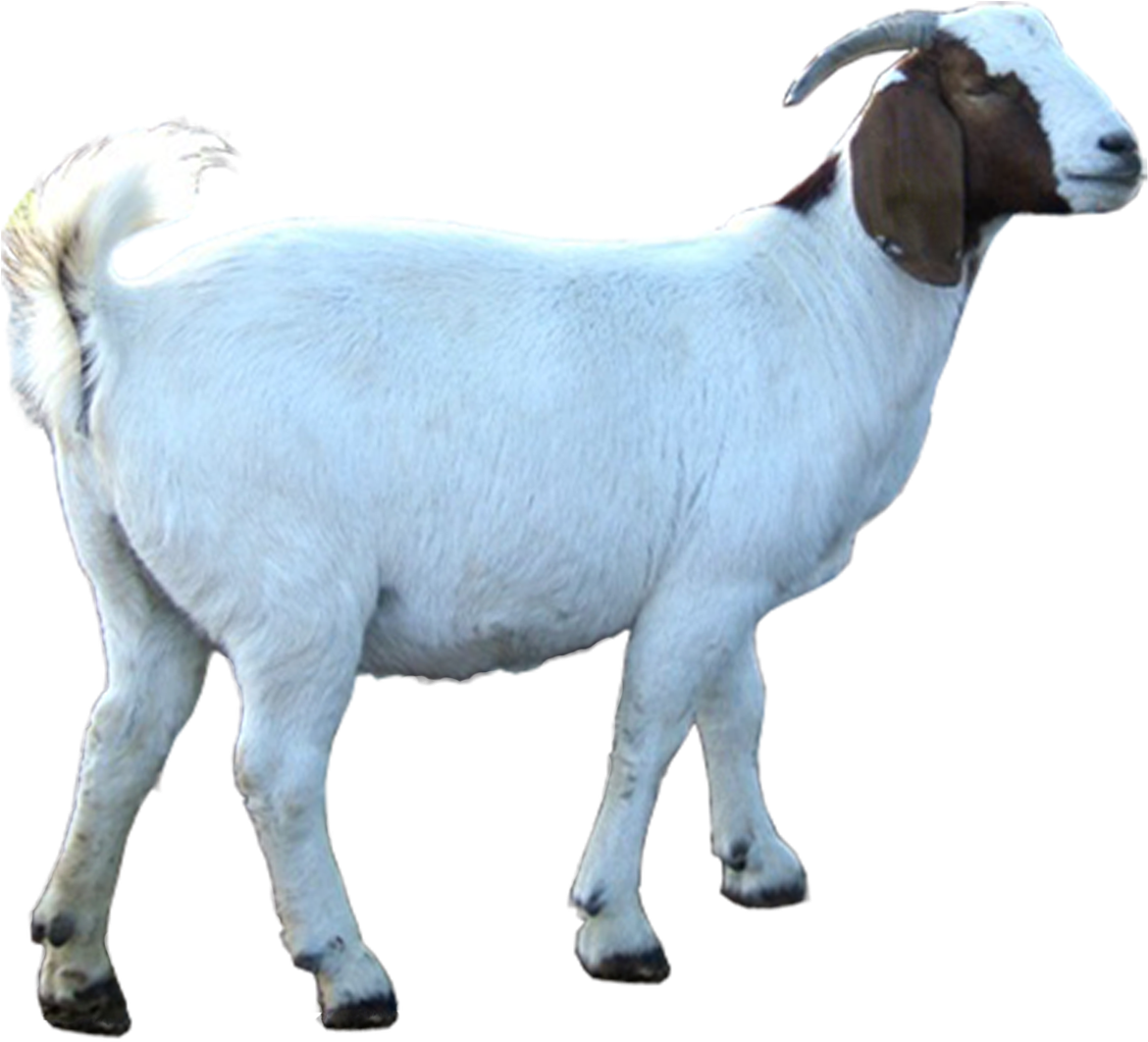 Photo Store Kambing Pictures Download (1178x1062), Png Download