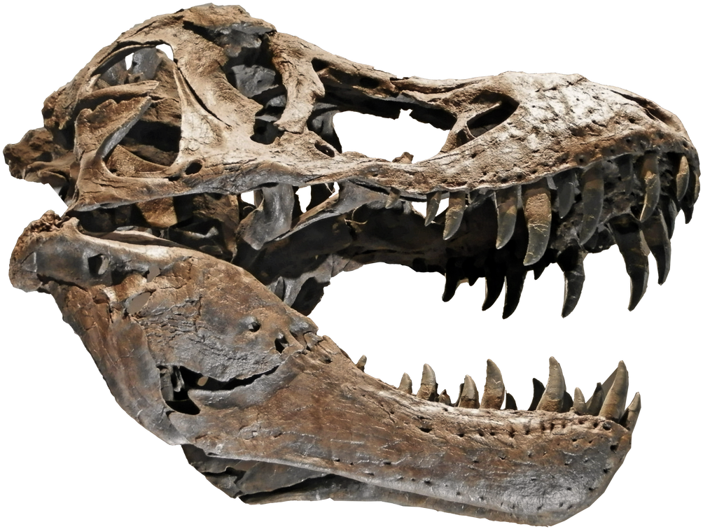 1024 X 777 0 - Tyrannosaurus Skull Png (1024x777), Png Download