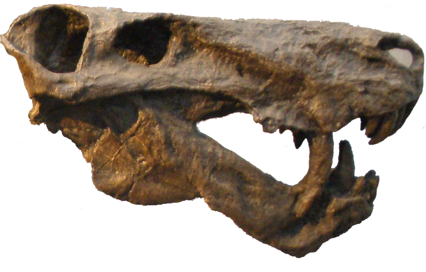 Inostrancevia Alexandri - Inostrancevia Alexandri Inostrancevia Skull (873x558), Png Download