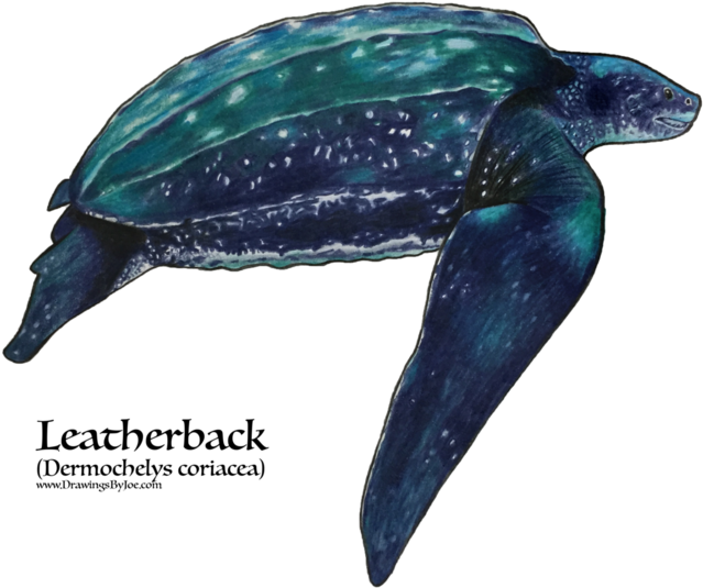 Art (750x600), Png Download