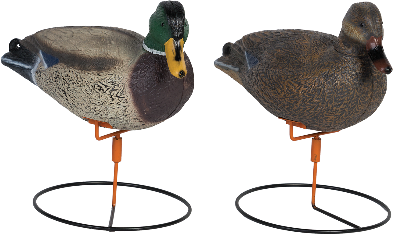 Drake Full Body Png - Mallard (1600x1417), Png Download