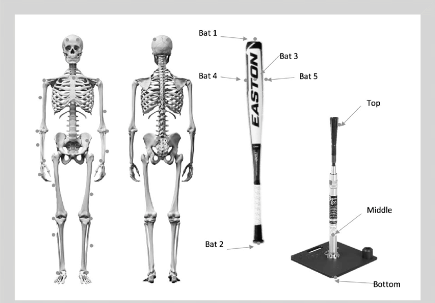 Modified Helen Hayes Full Body Marker System And Custom - Esqueleto Humano Frente Y Dorso (850x591), Png Download