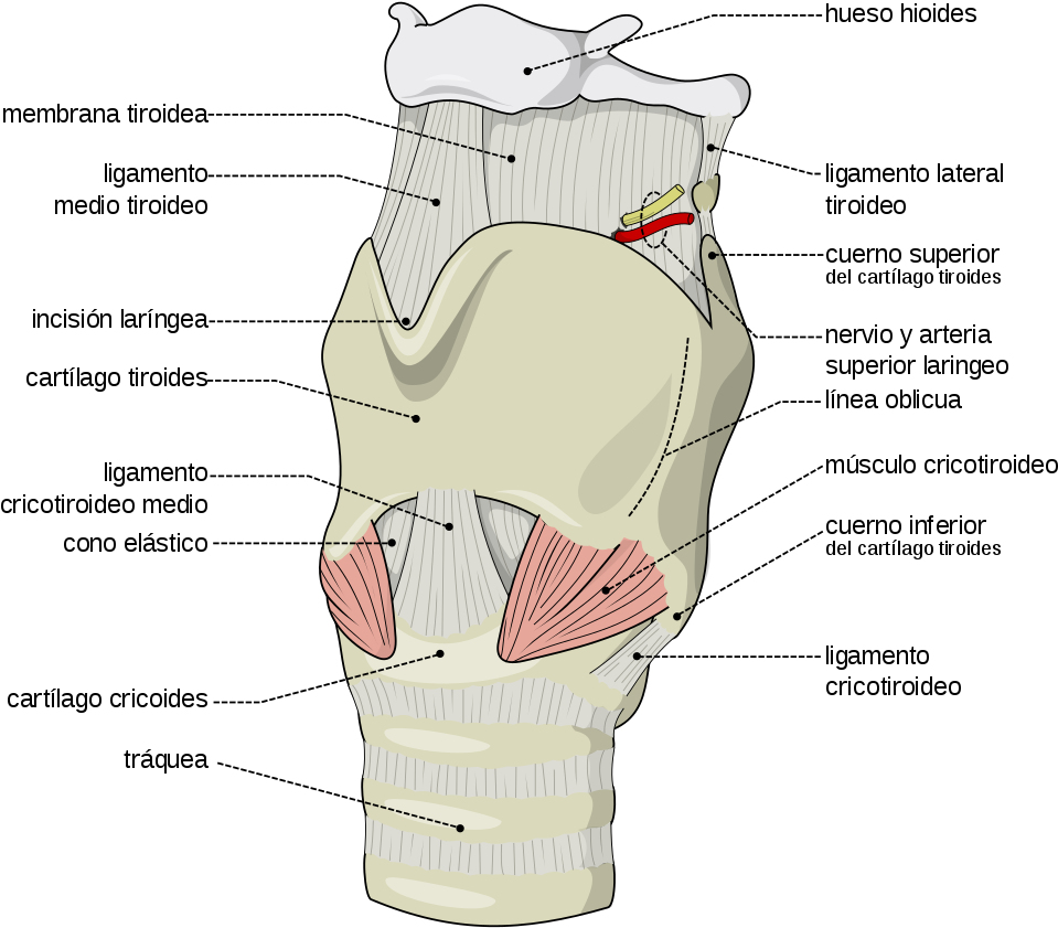 Download How The Voice Box Works While Singing Why Do We Even Internal Branch Of Superior