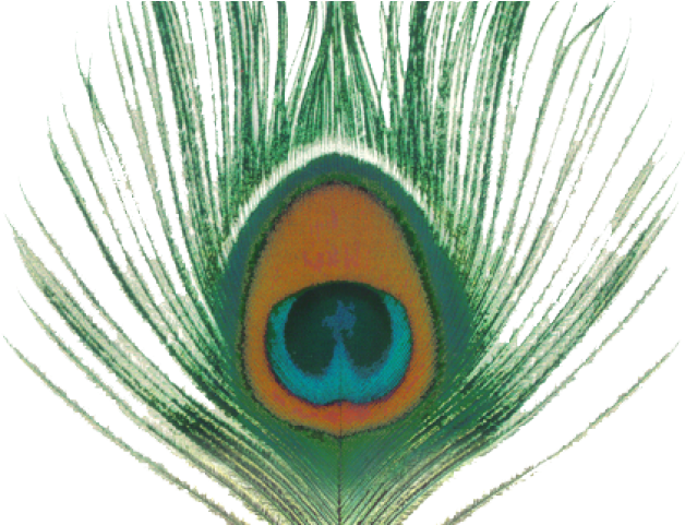 5 Peacock Clipart Png Format Free Clip Art Stock Illustrations - Xtc Apple Venus Volume 1 (640x480), Png Download